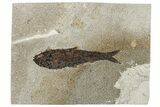 Detailed Fossil Fish (Knightia) - Huge for Species! #292464-1